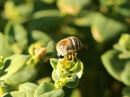 Image of Psilodera fasciata (Wiedemann 1819)