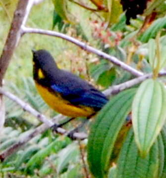 Image of Lacrimose Mountain Tanager