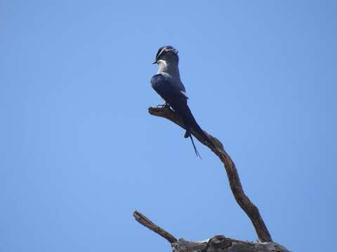 Image of Moustached Treeswift