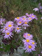 Senecio glastifolius L. fil. resmi