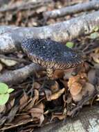 Image of Amanita nigrescens G. Stev. 1962