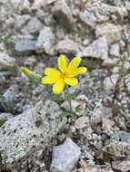 Imagem de Eriophyllum ambiguum var. paleaceum (Brandeg.) Ferris