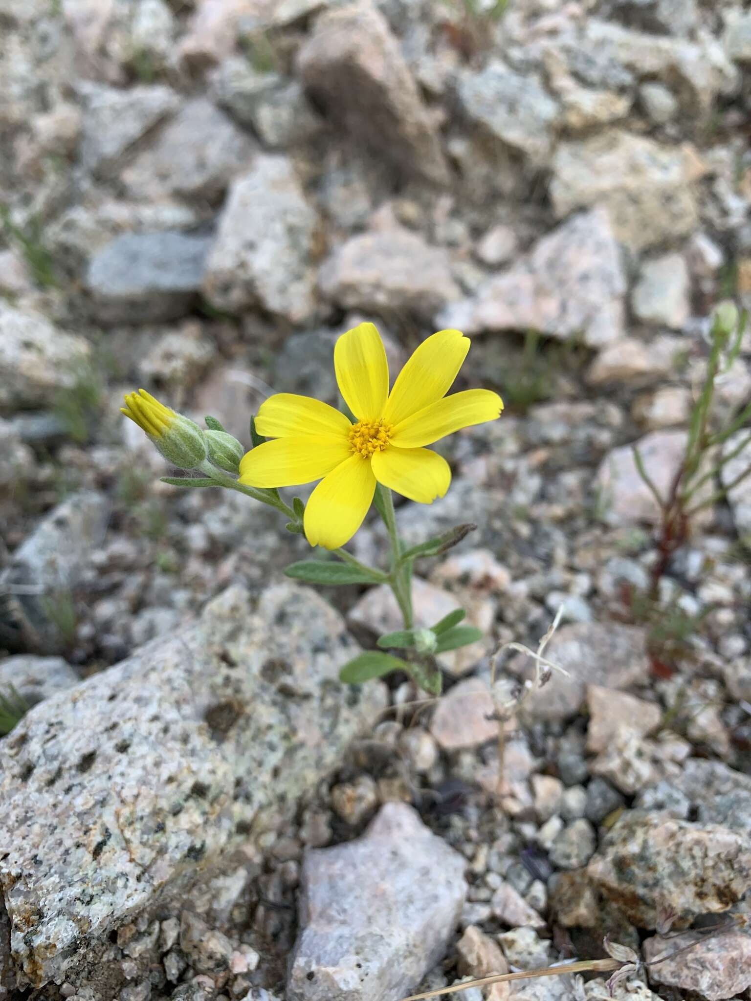 Imagem de Eriophyllum ambiguum var. paleaceum (Brandeg.) Ferris