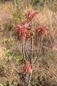 Image of Aloe greatheadii Schönland