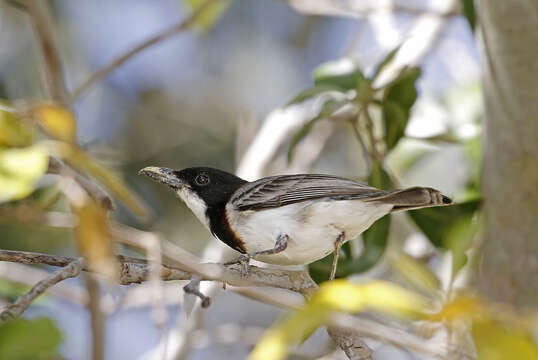 Image of White-breasted Whistler