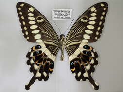 Image of Papilio lormieri Distant 1874