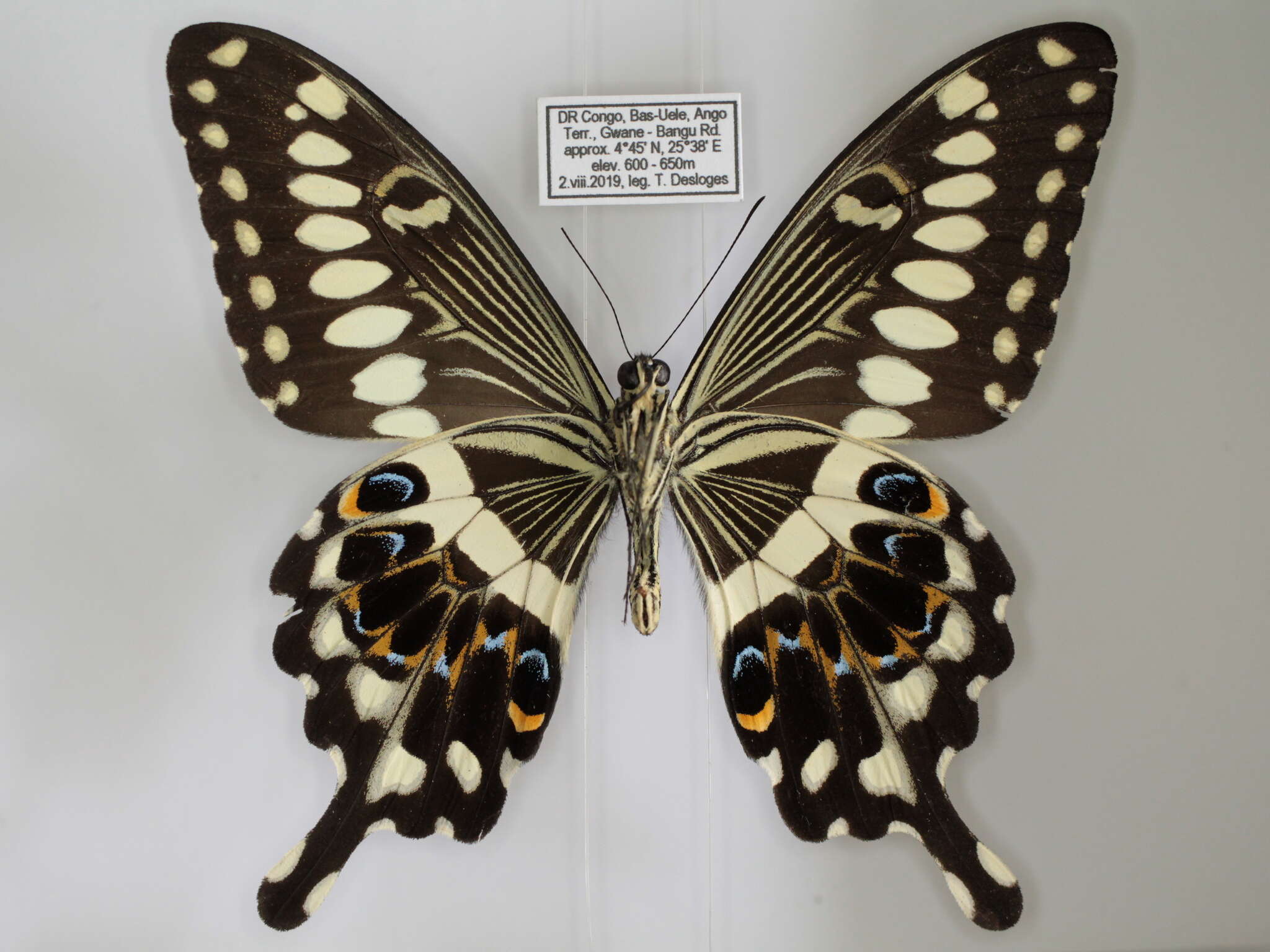 Image of Papilio lormieri Distant 1874