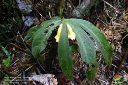 Image of Columnea ericae Mansf.