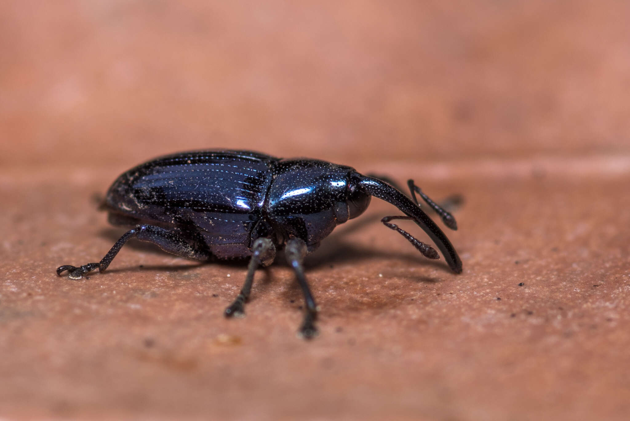 Image of Weevil