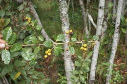 Image of Duranta mutisii L. fil.