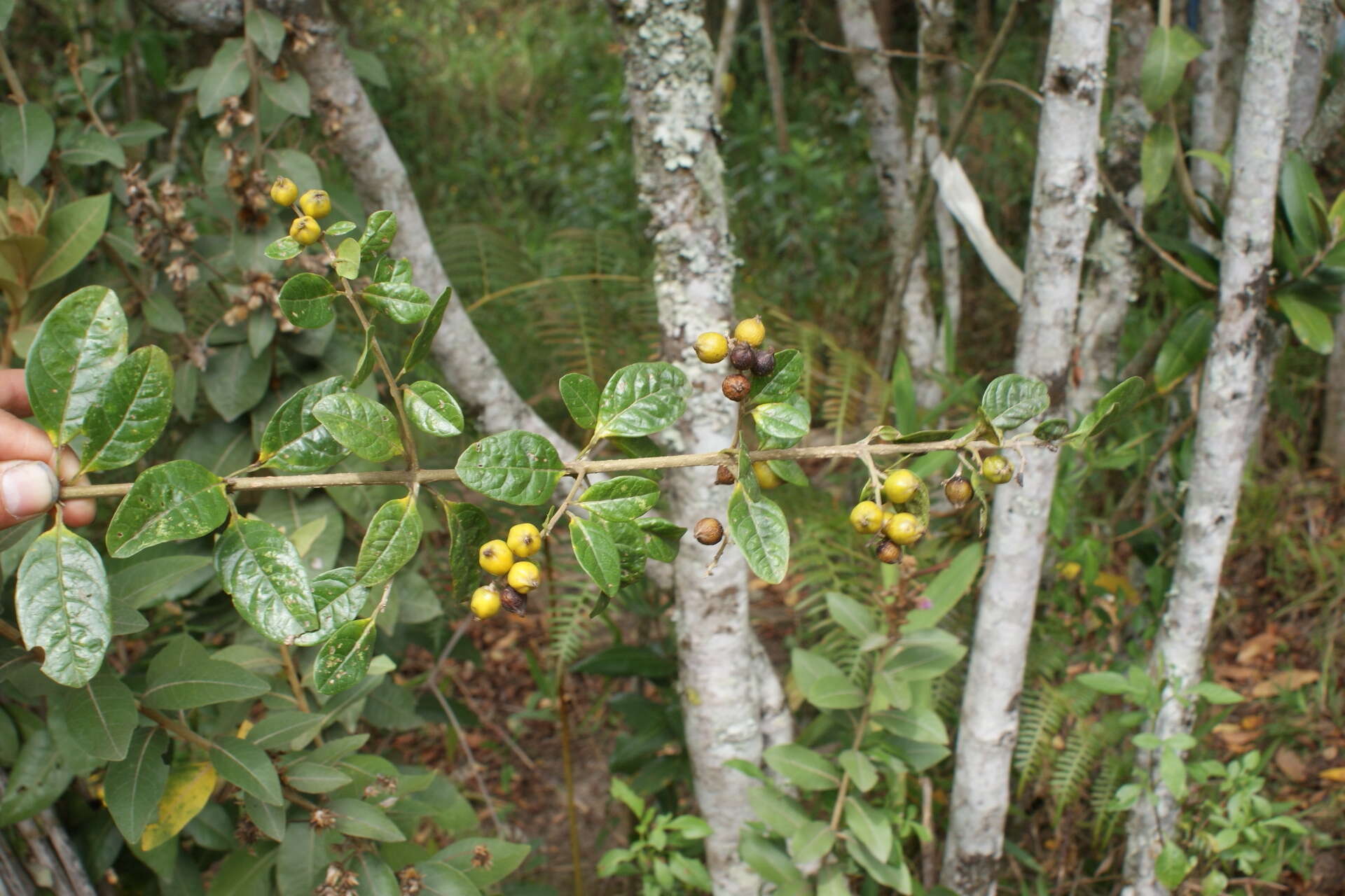 Image of Duranta mutisii L. fil.