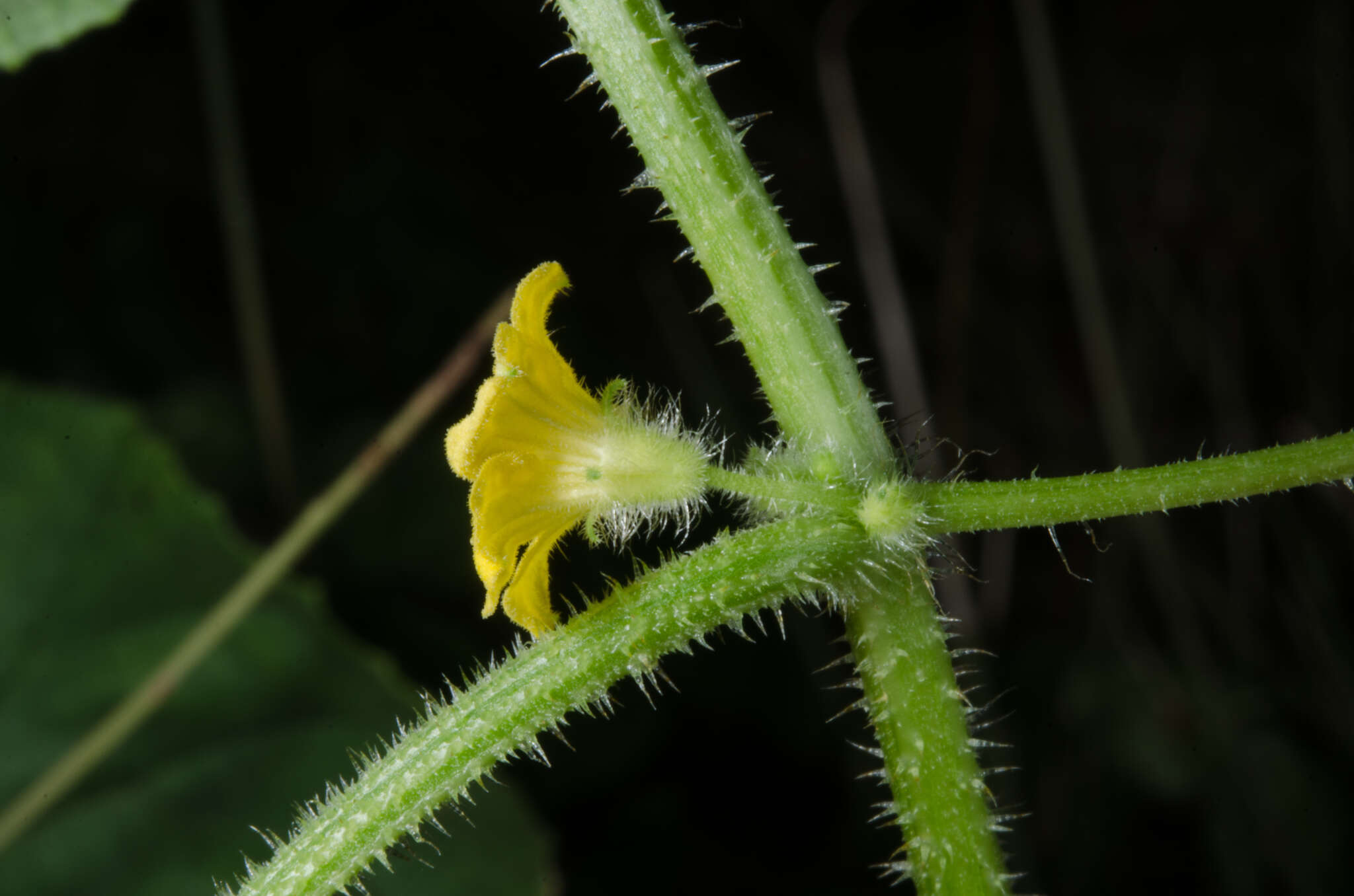 Image of Cucumis melo var. agrestis Naudin