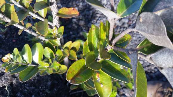 Image of 'ohi'a lehua