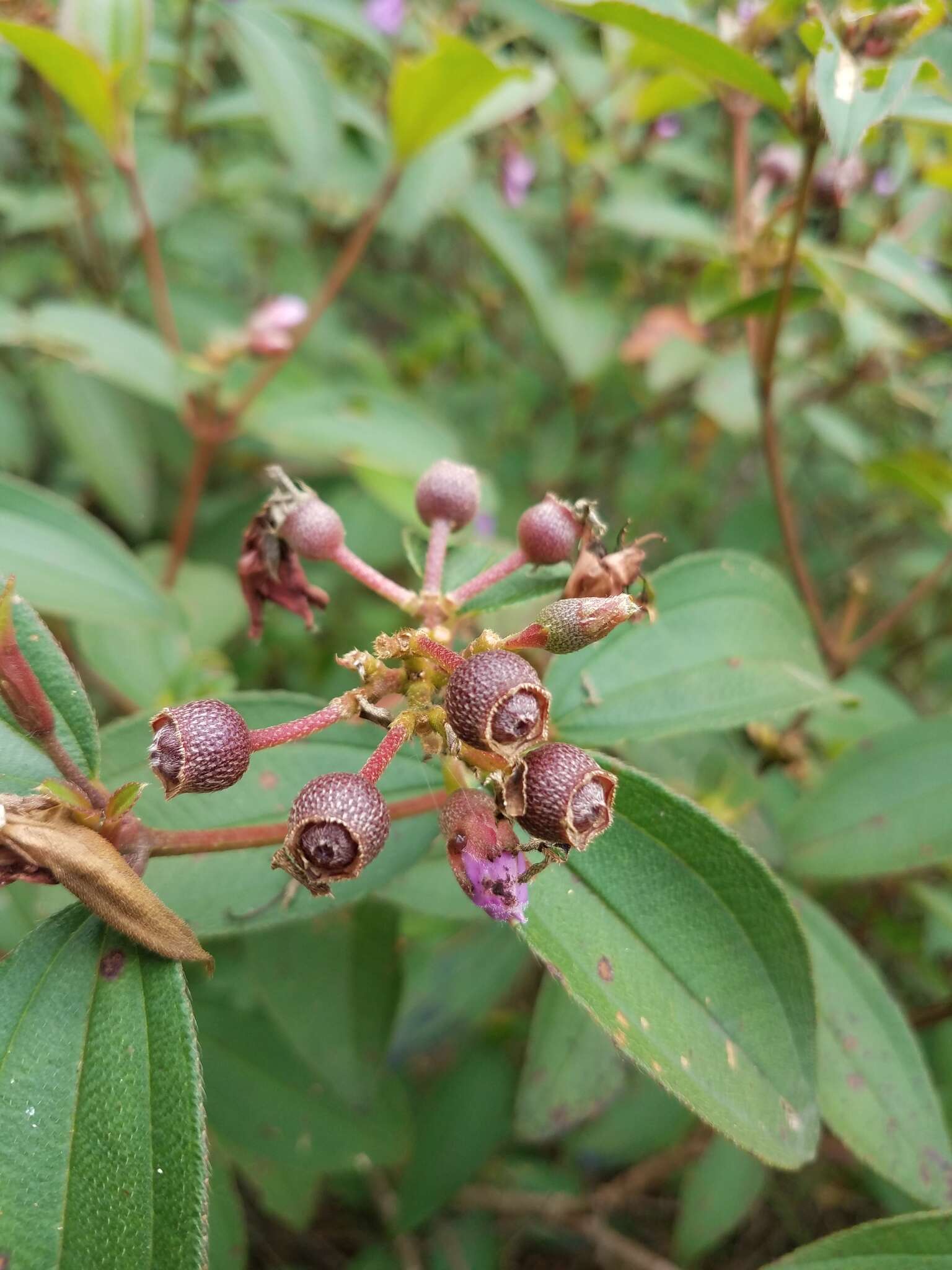 Melastoma malabathricum subsp. malabathricum resmi