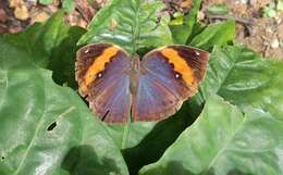 Image of Indian leafwing