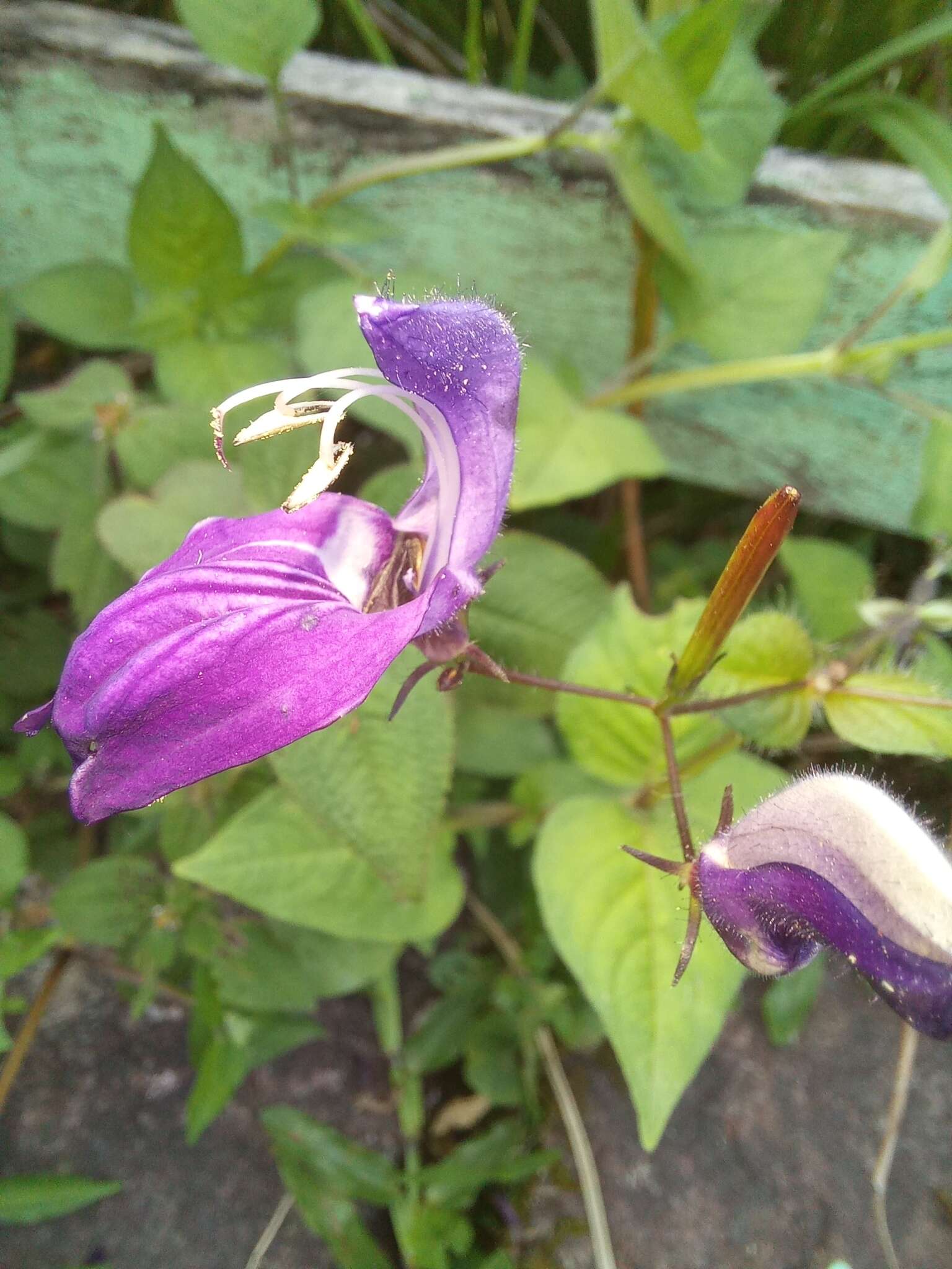 Image of Brillantaisia lamium (Nees) Benth.