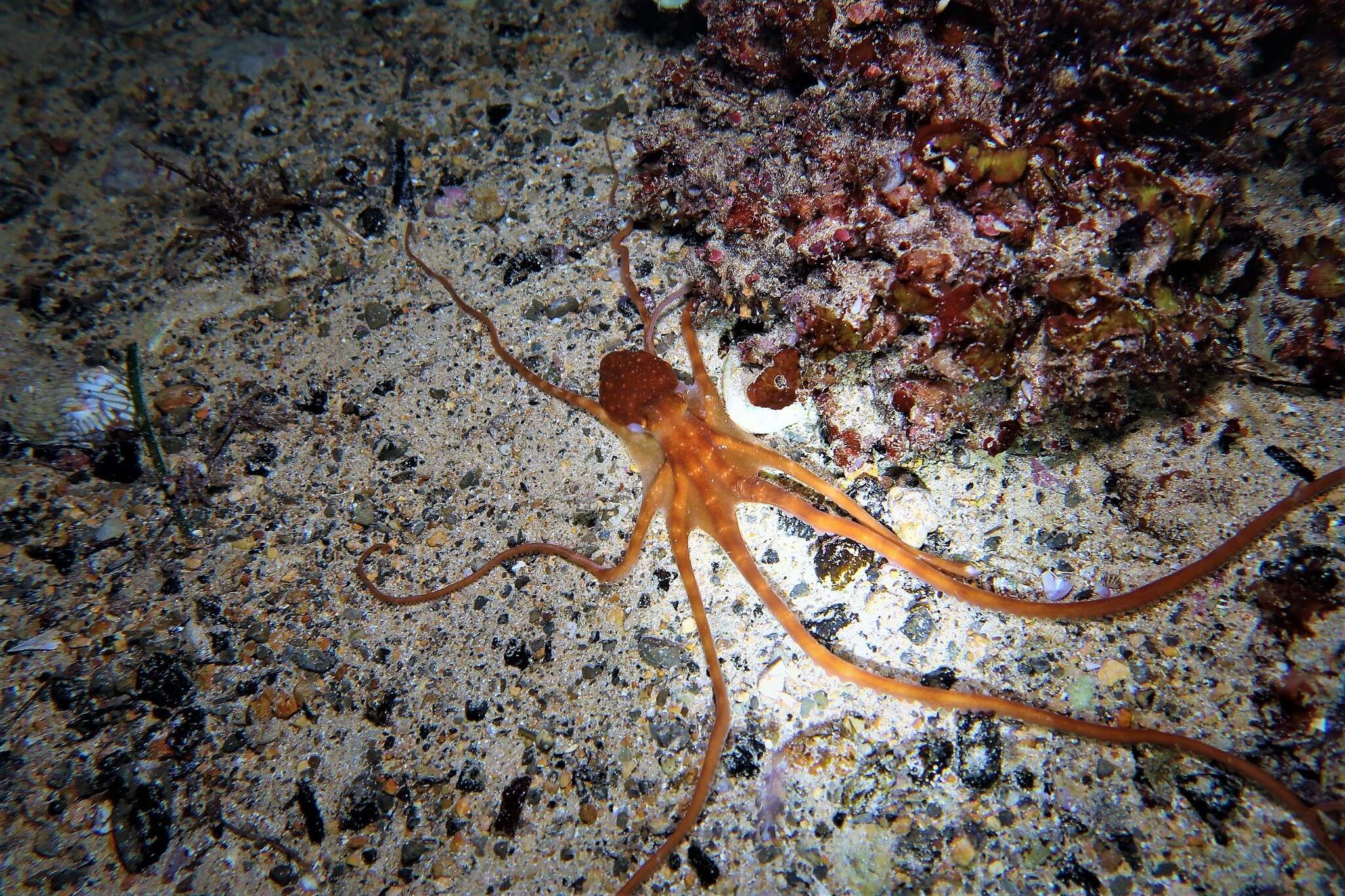Image of southern white-spot octopus
