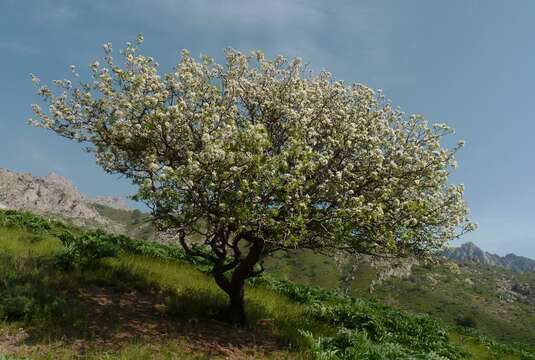 Image of Pyrus regelii Rehd.