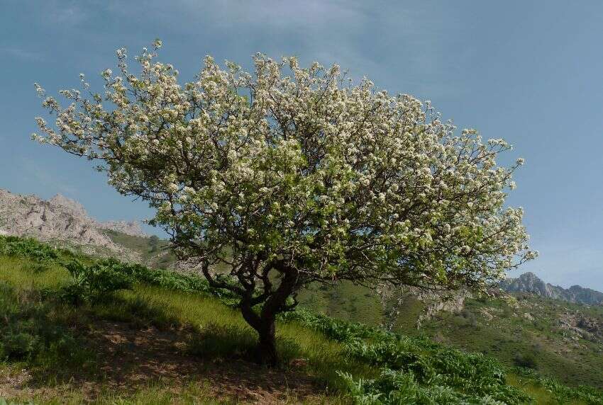 Image of Pyrus regelii Rehd.