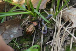 Image of immigrant sausage ground beetle