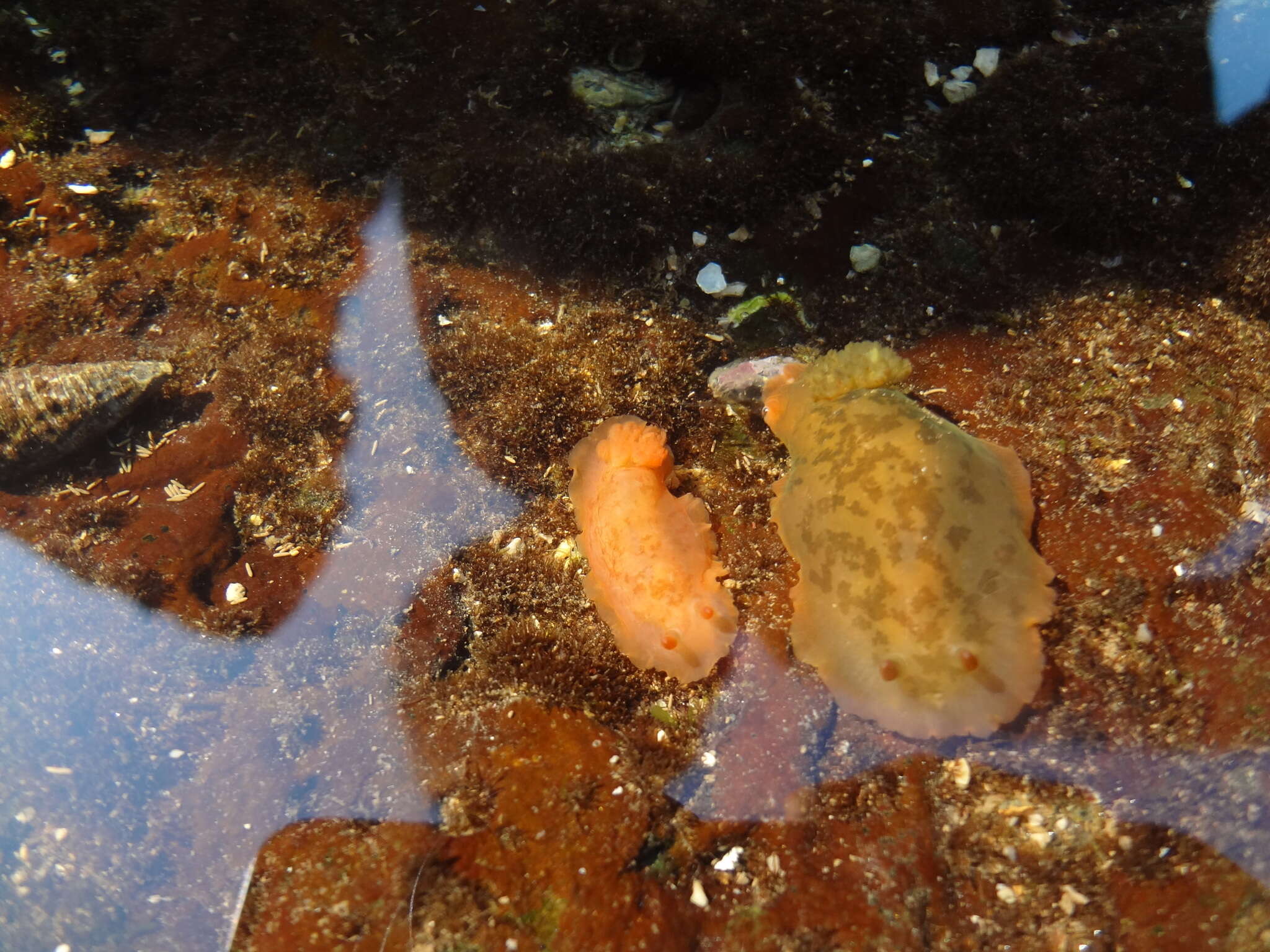 Image of Dendrodoris nigra (Stimpson 1855)