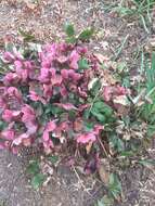 Image of lenten-rose