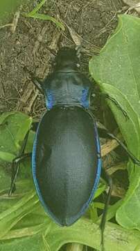 Image of Violet Ground Beetle