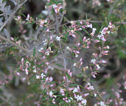 Image of Leucopogon ericoides (Sm.) R. Br.