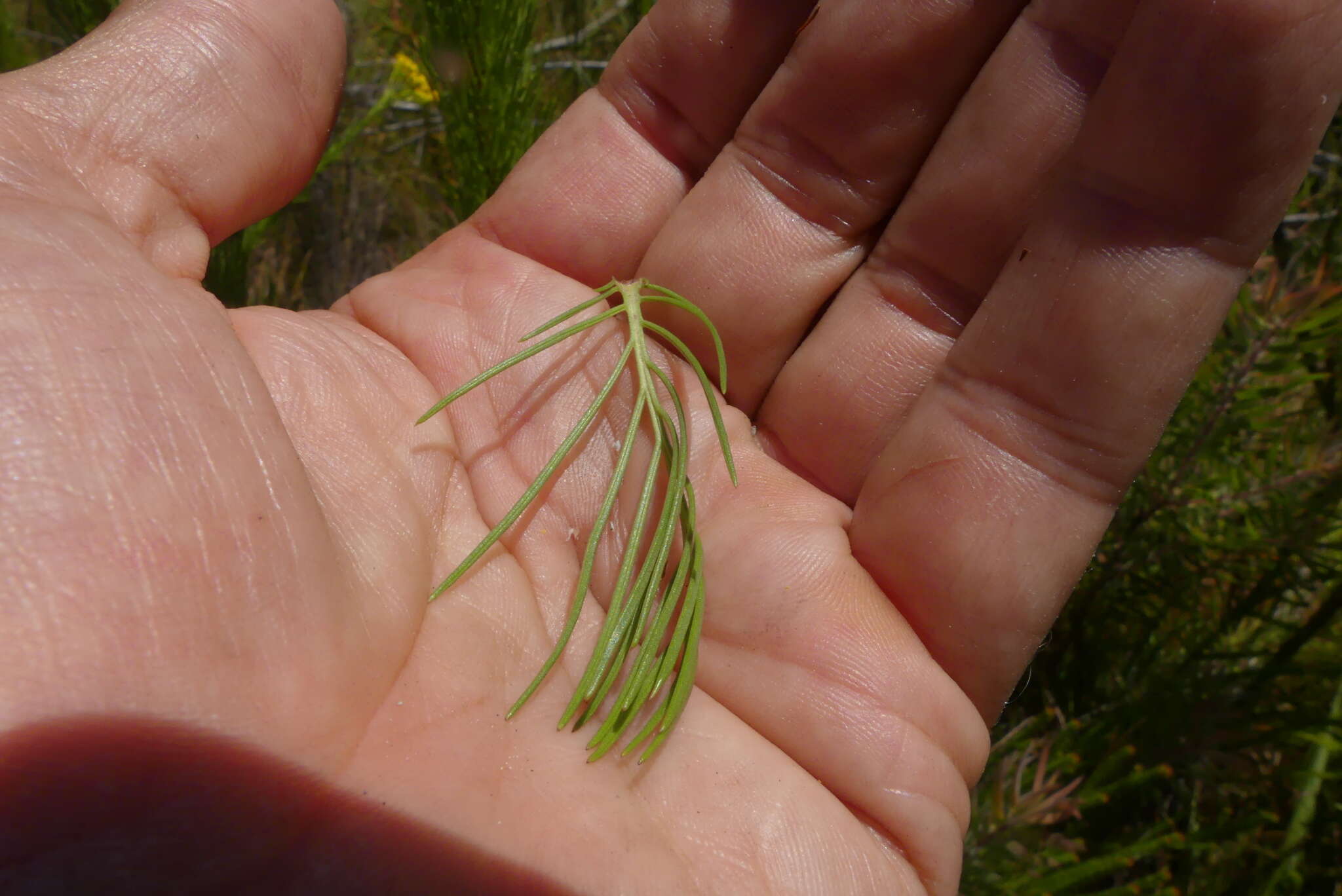 Image of Senecio euryopoides DC.