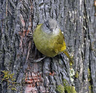 Arizelocichla milanjensis (Shelley 1894)的圖片