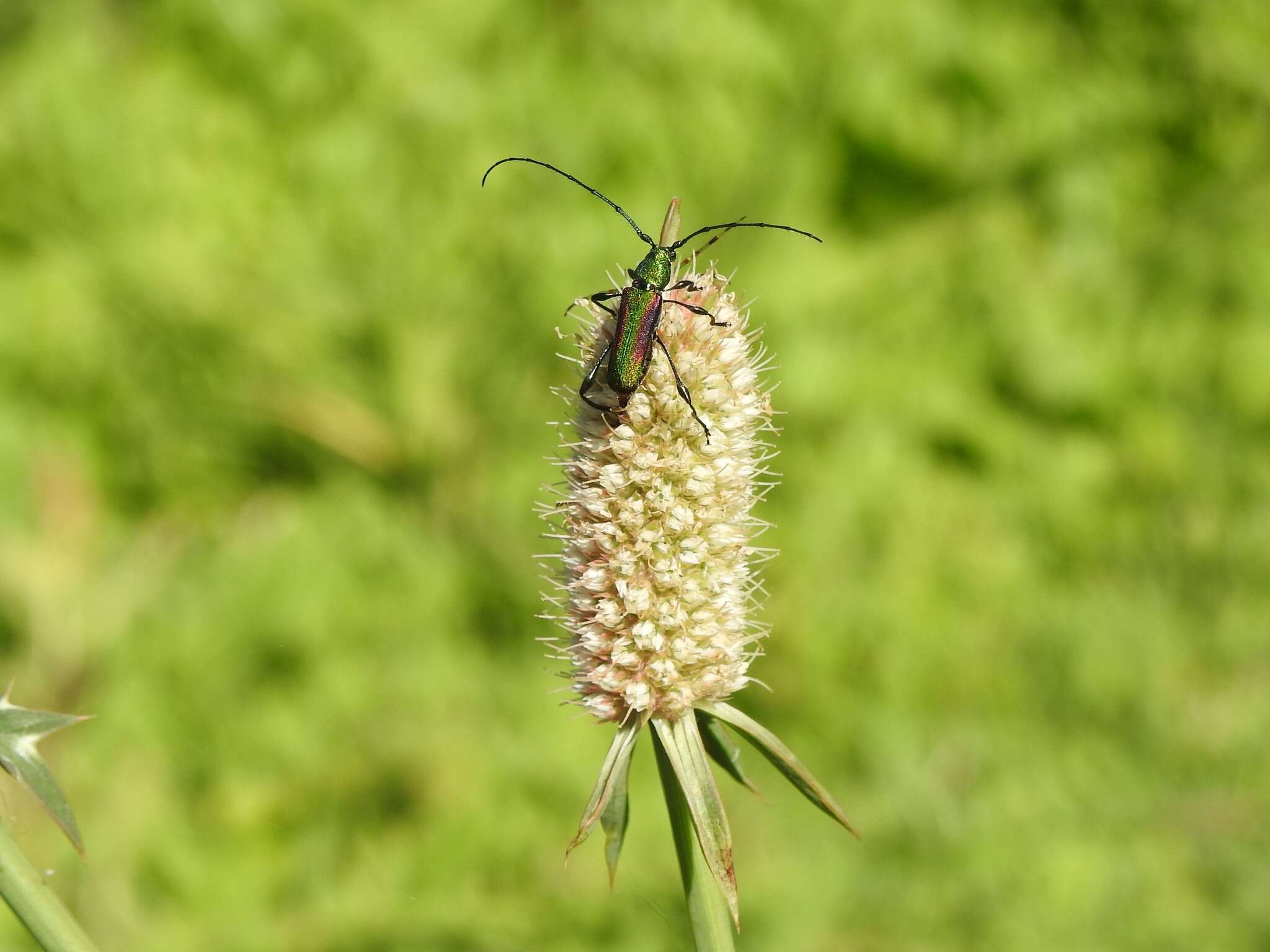 Image of Ischionodonta iridipennis (Chevrolat 1859)