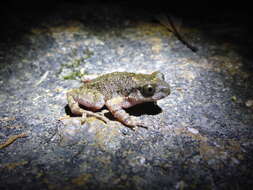 Image of Leptobrachella laui (Sung, Yang & Wang 2014)