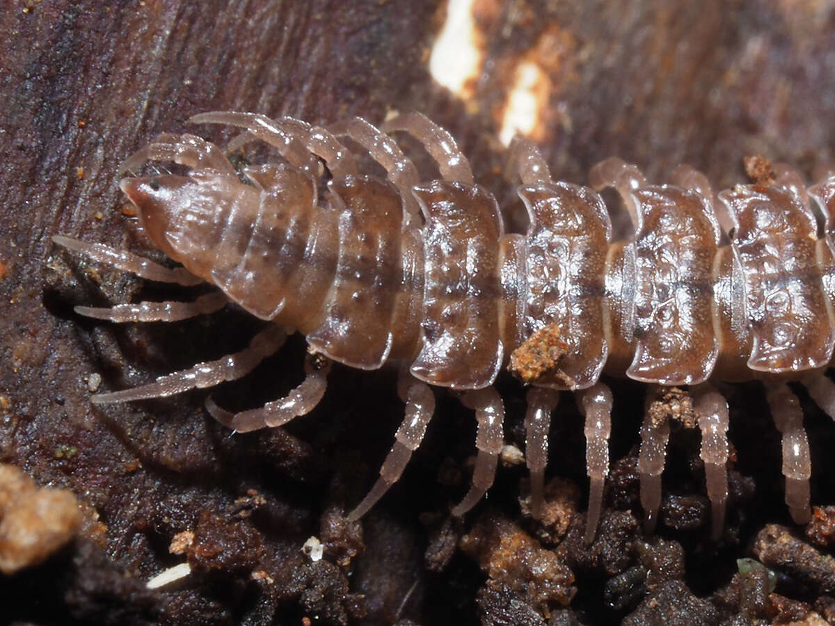 Image of Flat-backed millipede