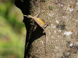 Image of Indian flying lizard