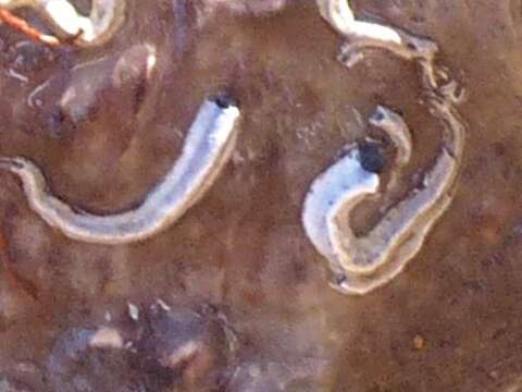Image of Blue Tube Worm