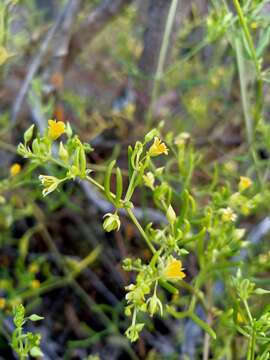 Image of Roepera eremaea (Diels) Beier & Thulin