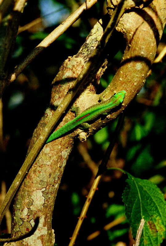 Image of Mertens' Day Gecko