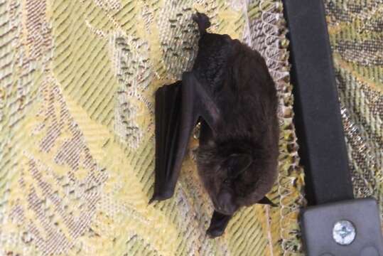 Image of Black Myotis