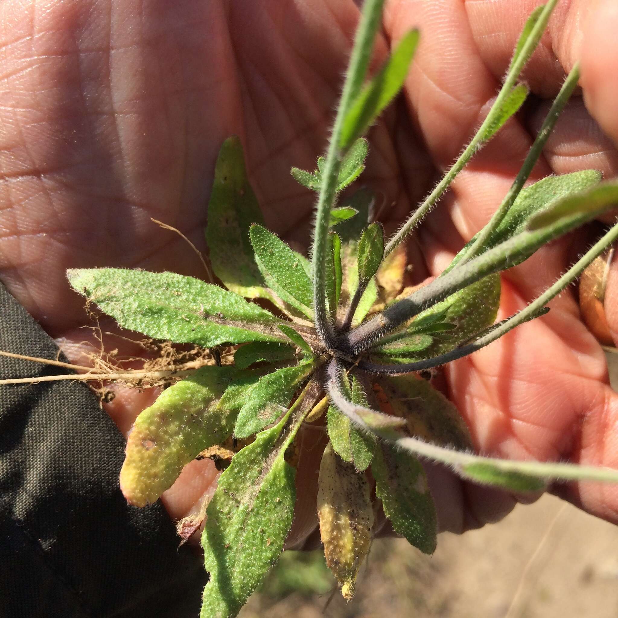 Image of Mouse-ear Cress