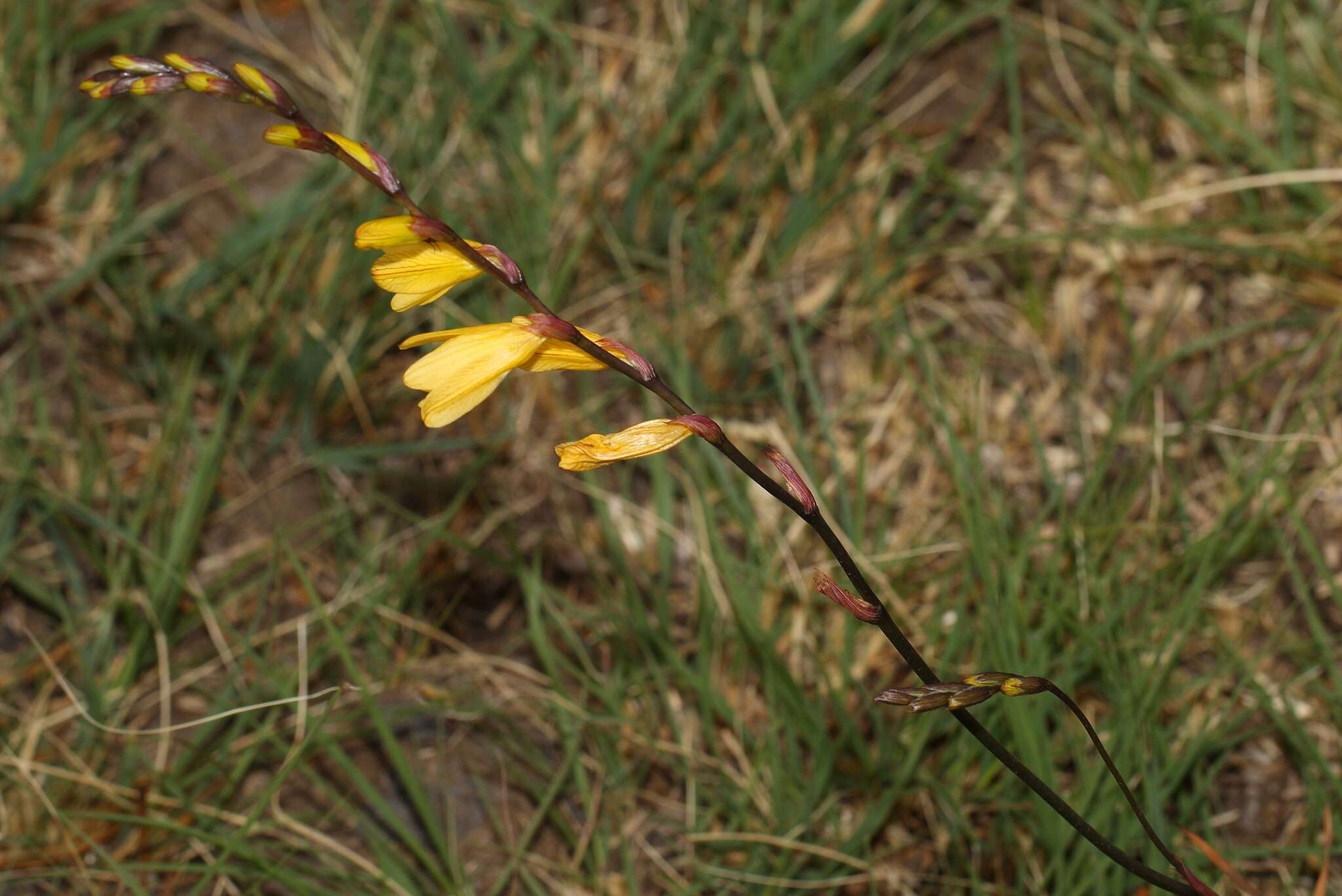 Image of Tritonia gladiolaris (Lam.) Goldblatt & J. C. Manning