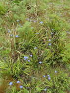 Imagem de Aristea ensifolia J. Muir