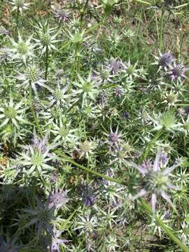 Image de Eryngium hookeri Walp.