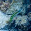 Image of Brownfield&#39;s wrasse