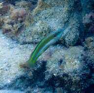 Image of Brownfield&#39;s wrasse