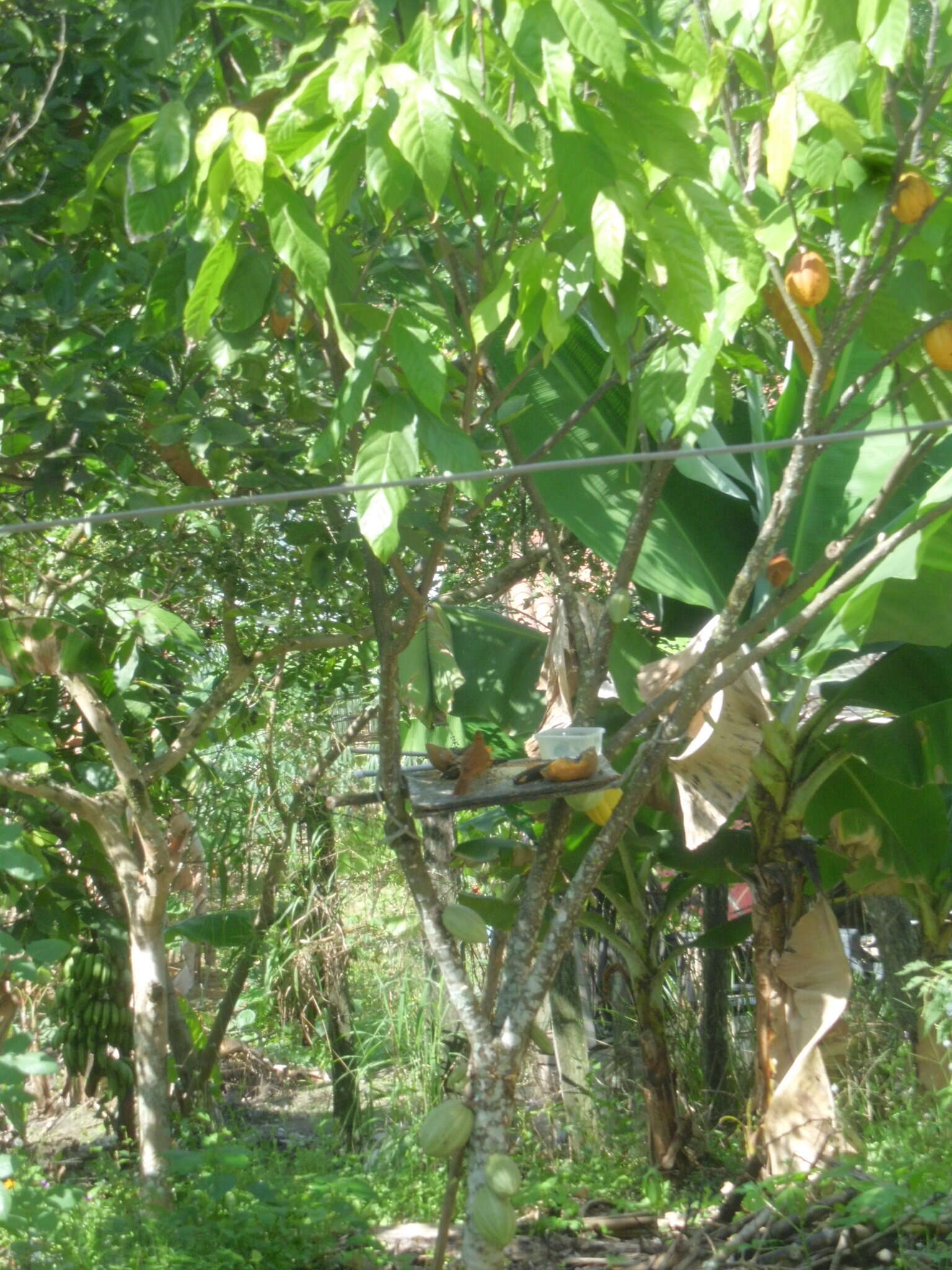 Image of Caatinga Cacholote