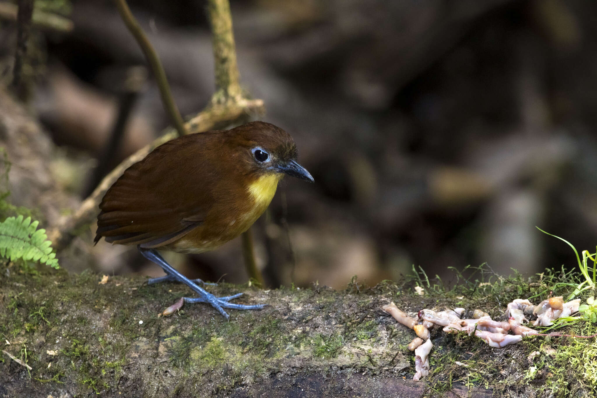 Image of Yellow-breasted Antpitta