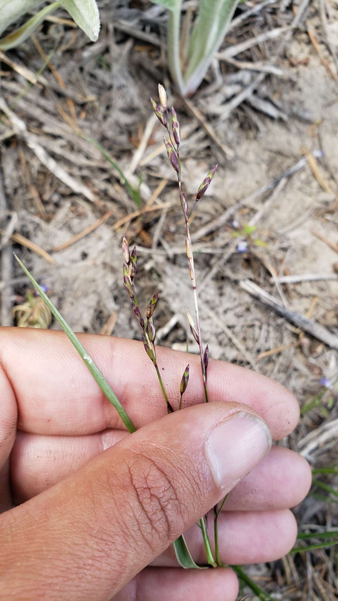 Image of little oniongrass