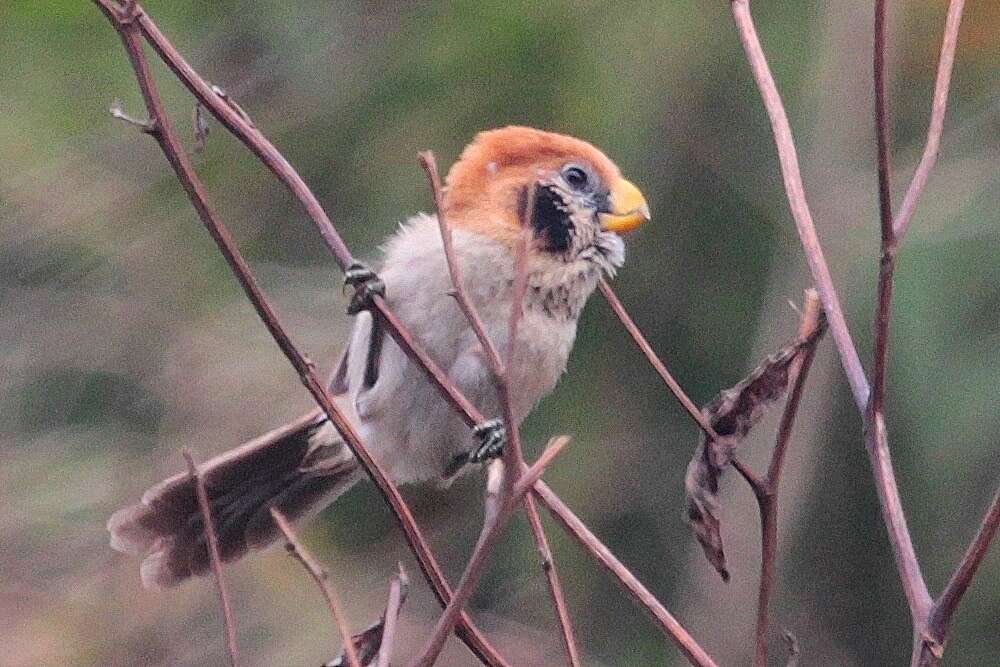 Image of Spot-breasted Parrotbill