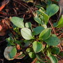 Image of Tuberaria globulariifolia (Lam.) Willk.