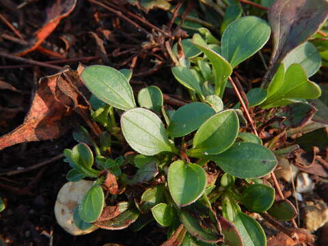 Imagem de Tuberaria globulariifolia (Lam.) Willk.